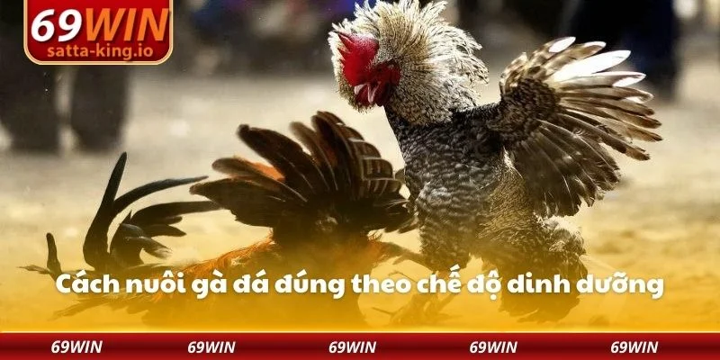 Cách nuôi gà đá đúng theo chế độ dinh dưỡng