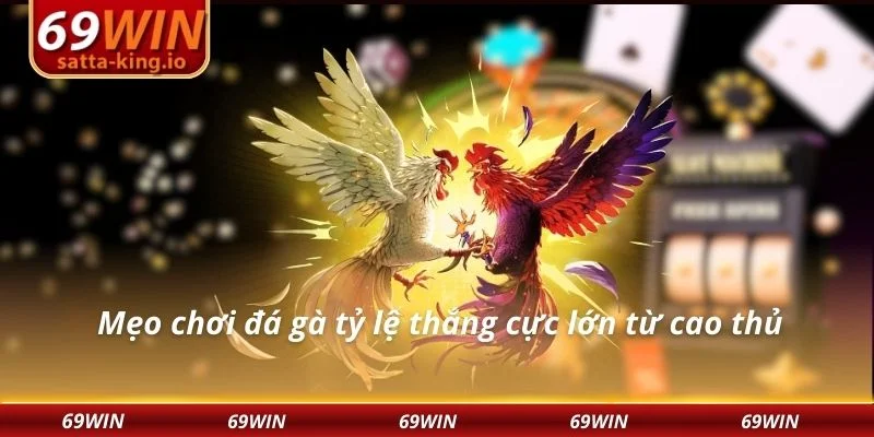 Mẹo chơi đá gà tỷ lệ thắng cực lớn từ cao thủ