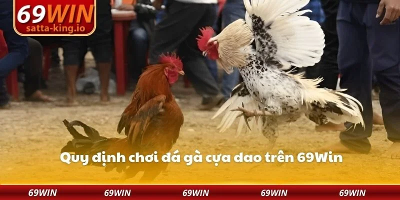 Quy định chơi đá gà cựa dao trên 69Win